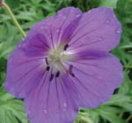 Geranium 'Orion' 