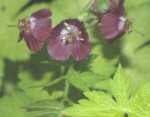 Geranium phaeum 'Sericourt'