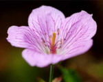 Geranium shikokianum