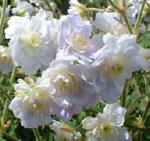 Geranium pratense 'Summer Skies'
