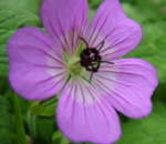 Geranium wallichianum 'Syabru' 