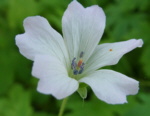 Geranium x oxonianum 'Trevor's White'