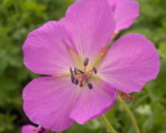 Geranium pratense 'Elizabeth Yeo'