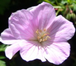 Geranium 'Kashmir Pink'