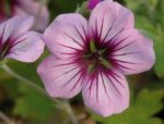 Geranium 'Storm Chaser'