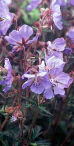 Geranium pratense 'Purple Heron' 