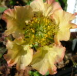 Geum