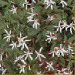 Gillenia