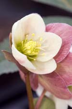 Helleborus x ericsmithii 'Piroette'