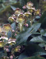 Helleborus x sternii 'Boughton Beauty' 