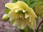 Helleborus x hybridus Double Primrose