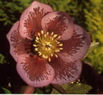 Helleborus x hybridus  Pink Spotted