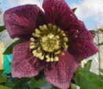 Helleborus x hybridus Red Spotted