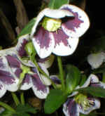 Helleborus x hybridus White Spotted