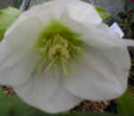 Helleborus x hybridus Ushba Strain 