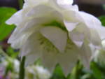 Helleborus x hybridus Double White