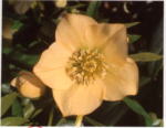 Helleborus x hybridus Apricot