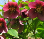 Helleborus x hybridus Ballard Red