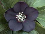 Helleborus x hybridus Blue-black