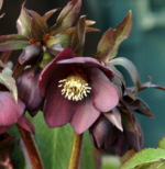 Helleborus x hybridus 'Dark Purple'