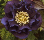 Helleborus x hybridus  Double Black