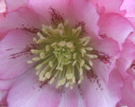 Helleborus x hybridus Double Pink