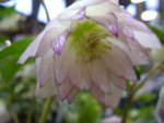 Helleborus x hybridus Double Lined White