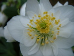 Hellebores