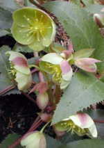 Helleborus x sternii 'Blackthorn Strain' AGM 
