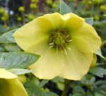 Helleborus x hybridus Primrose