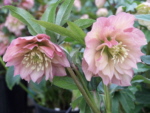 Helleborus x hybridus Double Apricot