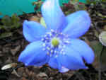 Hepatica transsilvanica 'Blue Jewel'