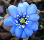 Hepatica x media 'Harvington Beauty' 