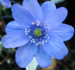 Hepatica transsilvanica 'De Buis' 