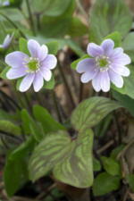 Hepatica nobilis 'Pyrenean Marbles' 