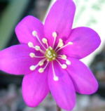 Hepatica nobilis 'Rubra'