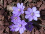 Hepatica transsilvanica AGM 