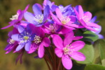 SPECIAL OFFER Hepatica nobilis AGM x 3