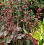 Heuchera 'Cherries Jubilee'