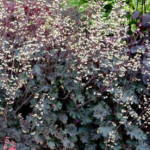 Heuchera 'Ebony and Ivory'