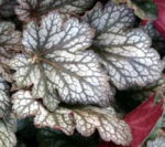 Heuchera 'Geisha's Fan'