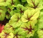 x Heucherella 'Stoplight'
