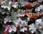 Heuchera 'Crimson Curls'