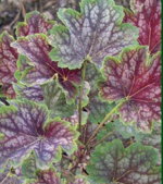 Heuchera 'Beauty Colour'