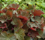 Heuchera 'Brownies'