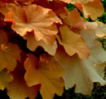 Heuchera 'Caramel'