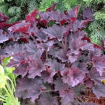 Heuchera 'Frosted Violet'
