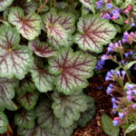 Heuchera 'Green Spice'
