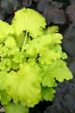 Heuchera 'Lime Rickey'