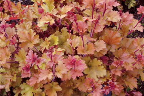 Heuchera-marmeladelge1.jpg